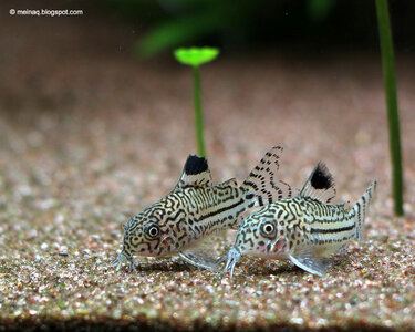 Julii-Panzerwels (Corydoras Julii).jpg