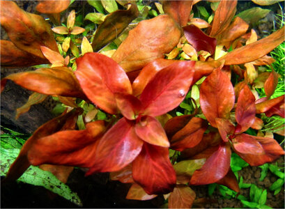 ludwigia_atlantis_01.jpg