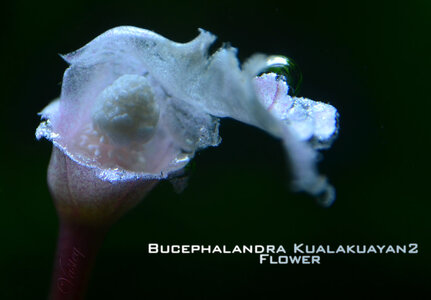 Kualakuayan2 FLOWER.jpg