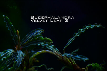 velvet leaf3.jpg