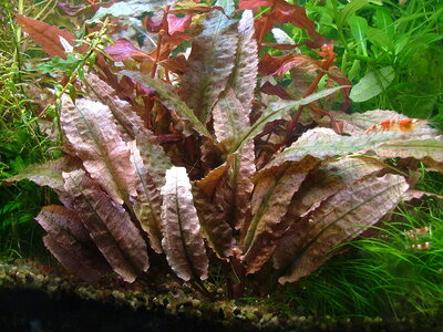 Cryptocoryne spec  Flamingo.JPG