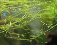 Utricularia Gibba.png