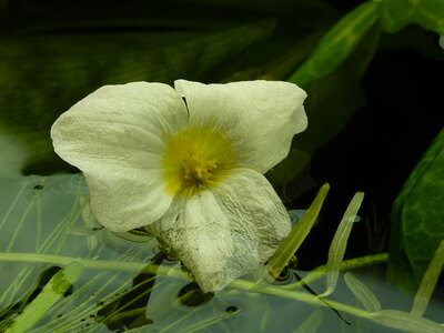 Blüte Ottelia Allismoides2.JPG