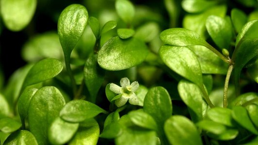 Glossostigma elat. Blüte.JPG