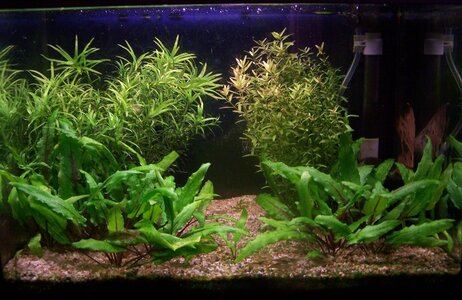 Cryptocoryne (kleiner).jpg