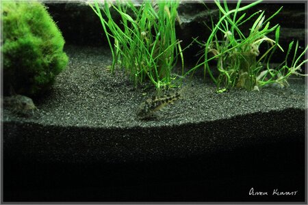 comp_Aquarium0015big[1].jpg