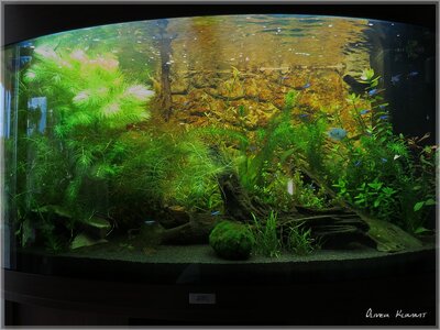 comp_Aquarium0017big[1].jpg