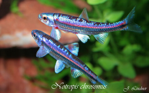 Notropis chrosomus02 JL.jpg