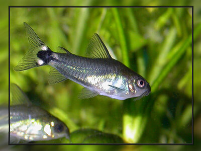 Sichelfleck-Panzerwels_Corydoras hastatus _386.jpg