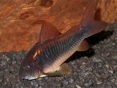 Metallpanzerwels_Corydoras aeneus_01.jpg