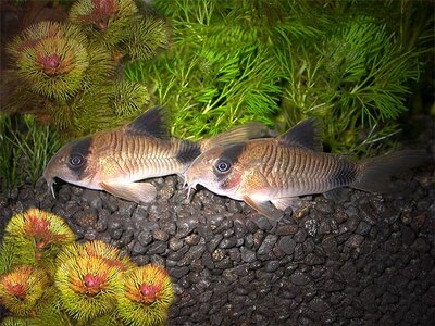 Corydoras panda_02.jpg