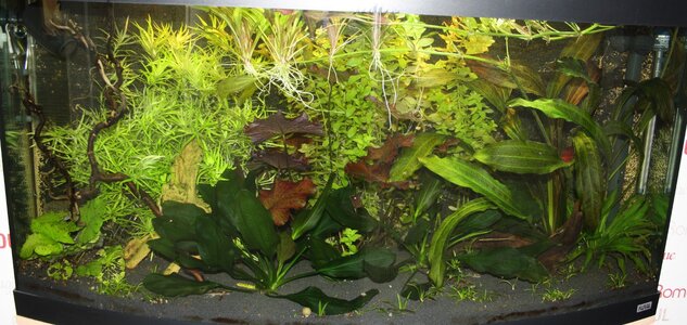 Fluval Becken.jpg