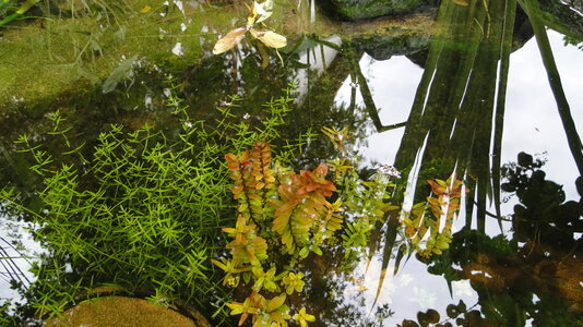 FG Crassula helmsii & Rotala sonstwas.JPG