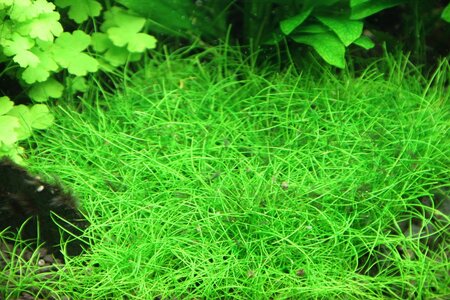 Eleocharis parva mini.JPG