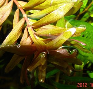 k_Rotala rotundifolia spec.jpg