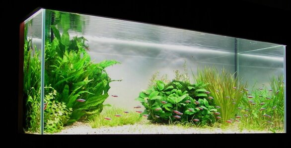 1 Aquarium 6.10.12JPG.jpg