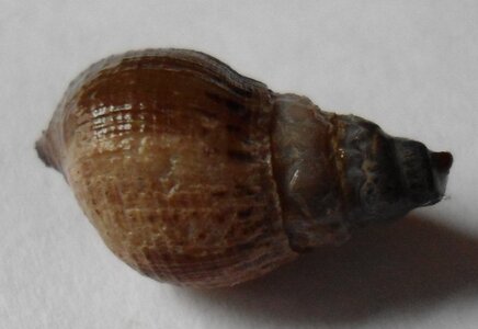 Schnecke 2012 11 12.JPG