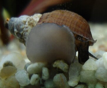 Schnecke 2012 11 13  (2).JPG