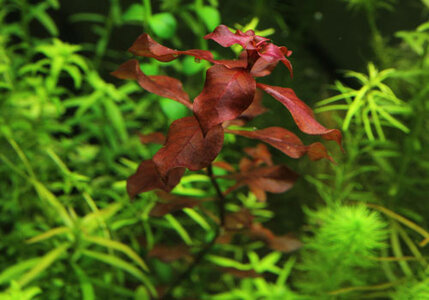 Ludwigia Mini Super Red-1.jpg