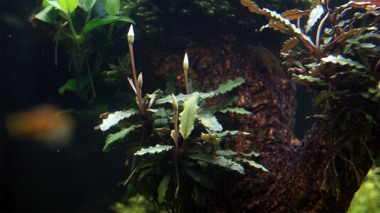 Bucephalandra-motleyana-01.jpg