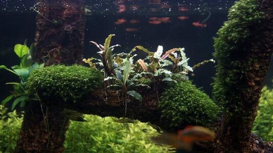 Bucephalandra-motleyana-02.jpg