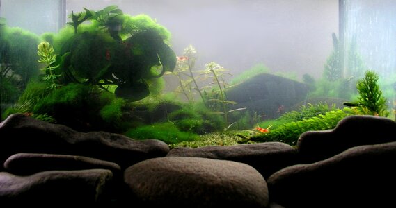 Testaquarium 02.03.2013.jpg