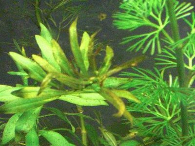 Ludwigia x arcuata.JPG