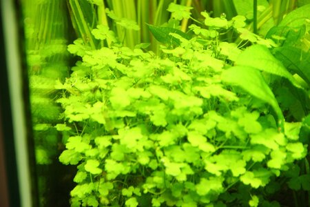 Hydrocotyle.JPG