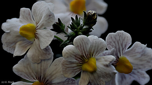 Nemesia white HD.jpg