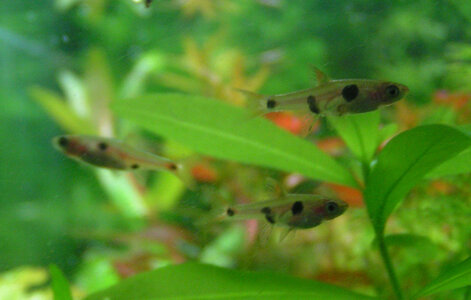 boraras maculatus.jpg