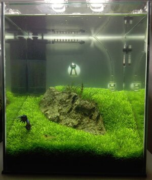 30L Nano Riccia.JPG