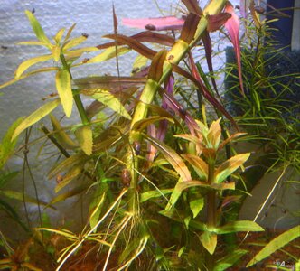 Limnophila aromatica3.JPG