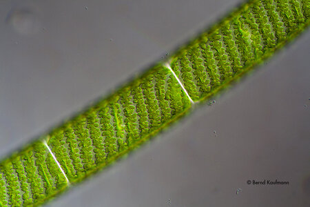 BS_Spirogyra_02.jpg