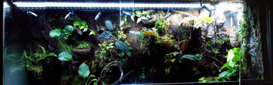 Paludarium emers_1.jpg