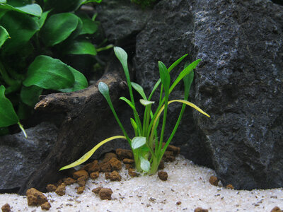 Cryptocoryne-parva.jpg