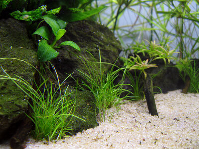 Eleocharis-minima-27.12.2014.jpg