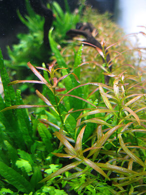 Ludwigia-arcuata-001.jpg