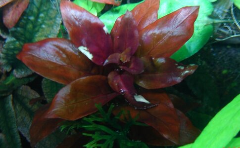 Ludwigia rubin.jpg