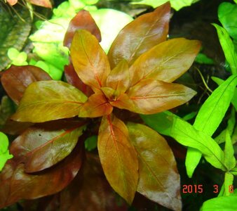 Ludwigia rubin 9_3_2015.jpg