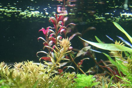 Rotala-2.jpg