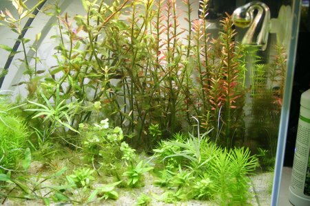 Rotala-5.jpg