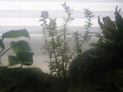 Testbecken Rotala v.v 25.03.2015.jpg