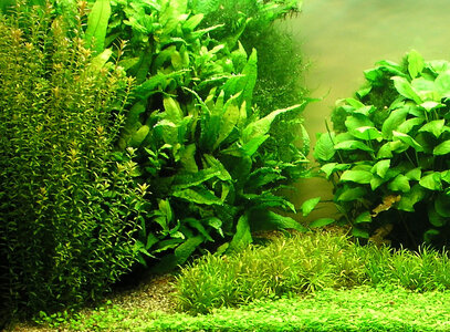 Schaubecken Rotala normal v.v.jpg