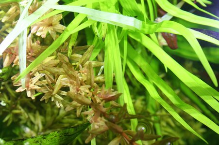 Rotala-Gruen-Rot-3.jpg