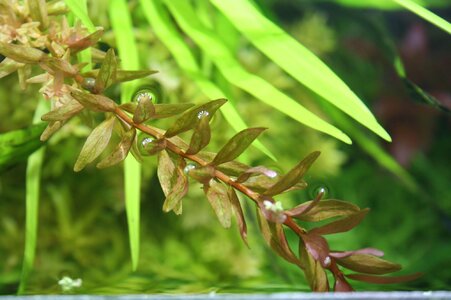 Rotala-Gruen-Rot-4.jpg