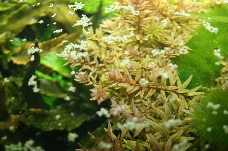 Rotala-Gruen-Rot-6.jpg