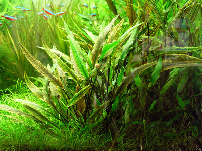 a Cryptocoryne wendtii.jpg