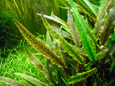 b Cryptocoryne wendtii.jpg