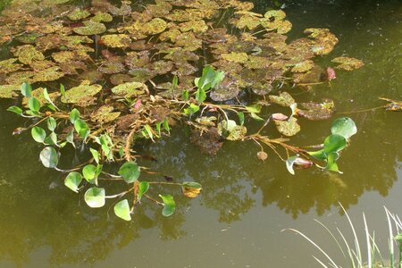 Teich-Eichhornia-9.jpg