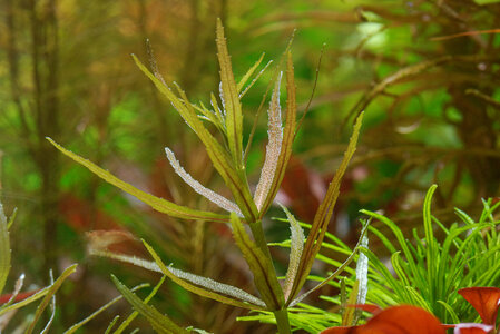 Limnophila aromatica 'mini' 20150816_2.jpg